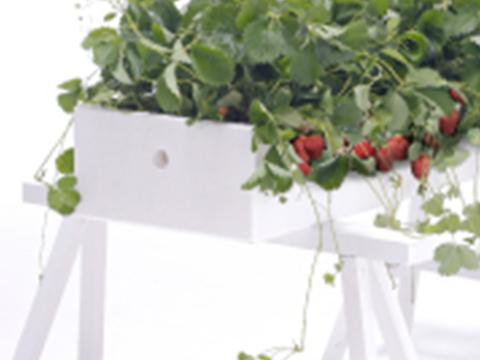 イチゴ高架栽培用ベンチ